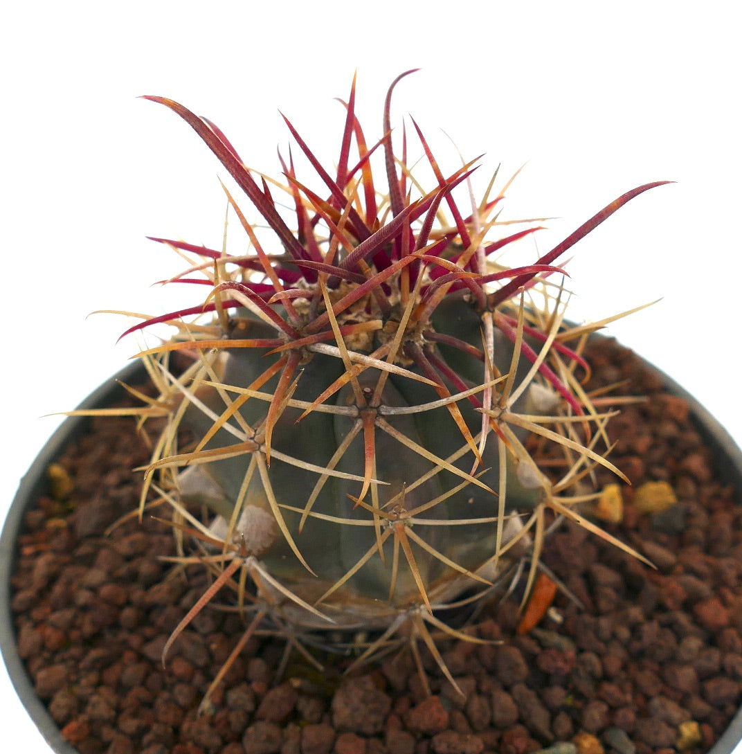 Ferocactus cylindraceus Sukkulente mit langen roten und gelben Dornen im Topf