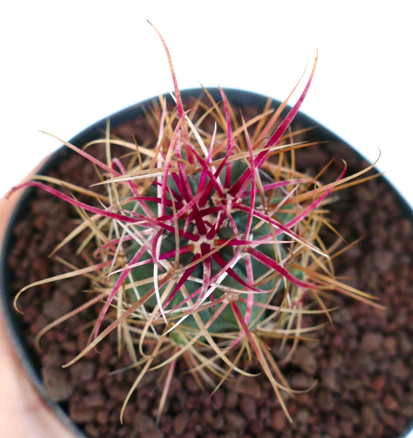 Ferocactus cylindraceus var. lecontei