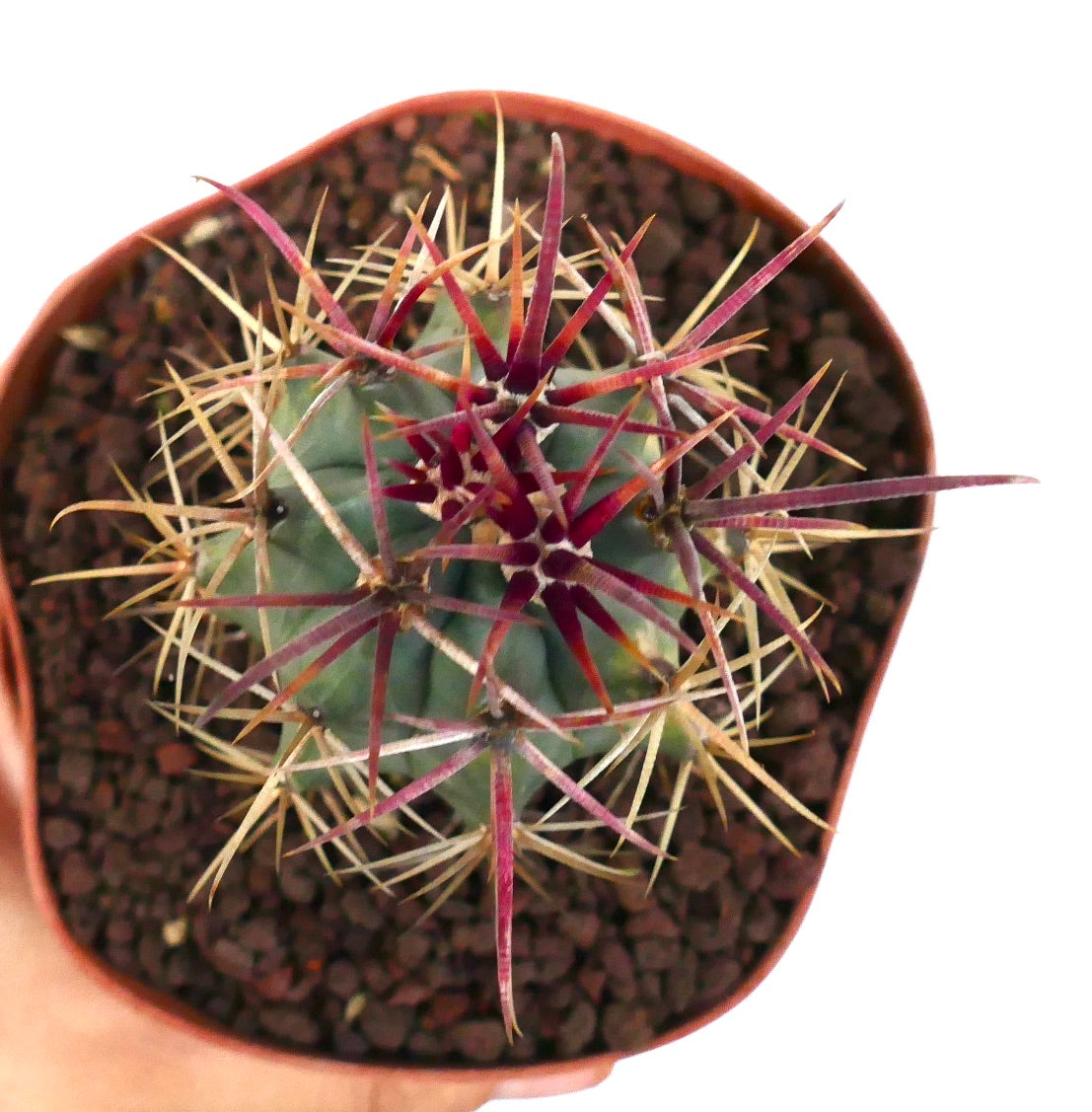 Ferocactus cylindraceus var. lecontei