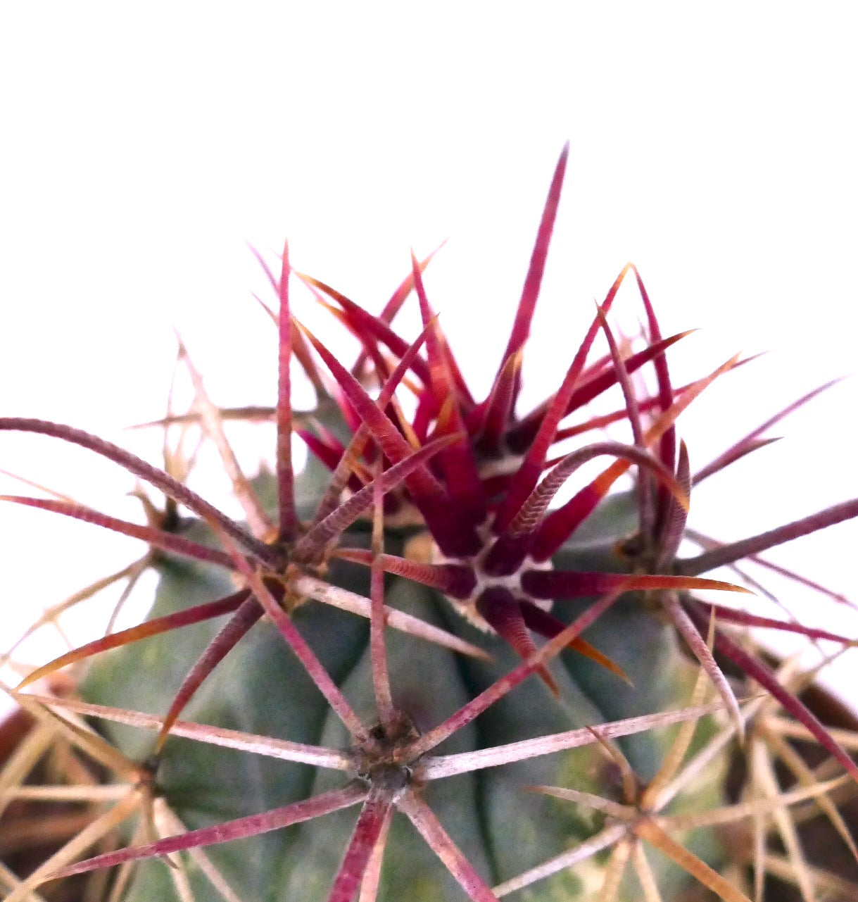 Ferocactus cylindraceus var. lecontei