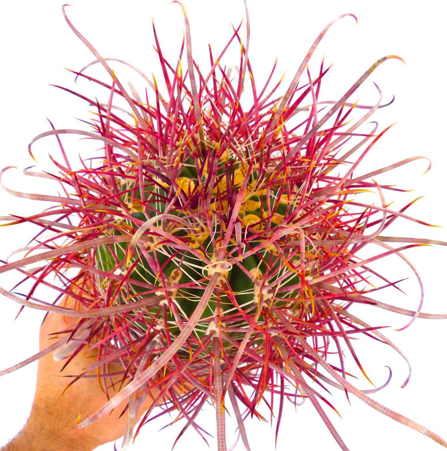 Ferocactus cylindraceus var. lecontei