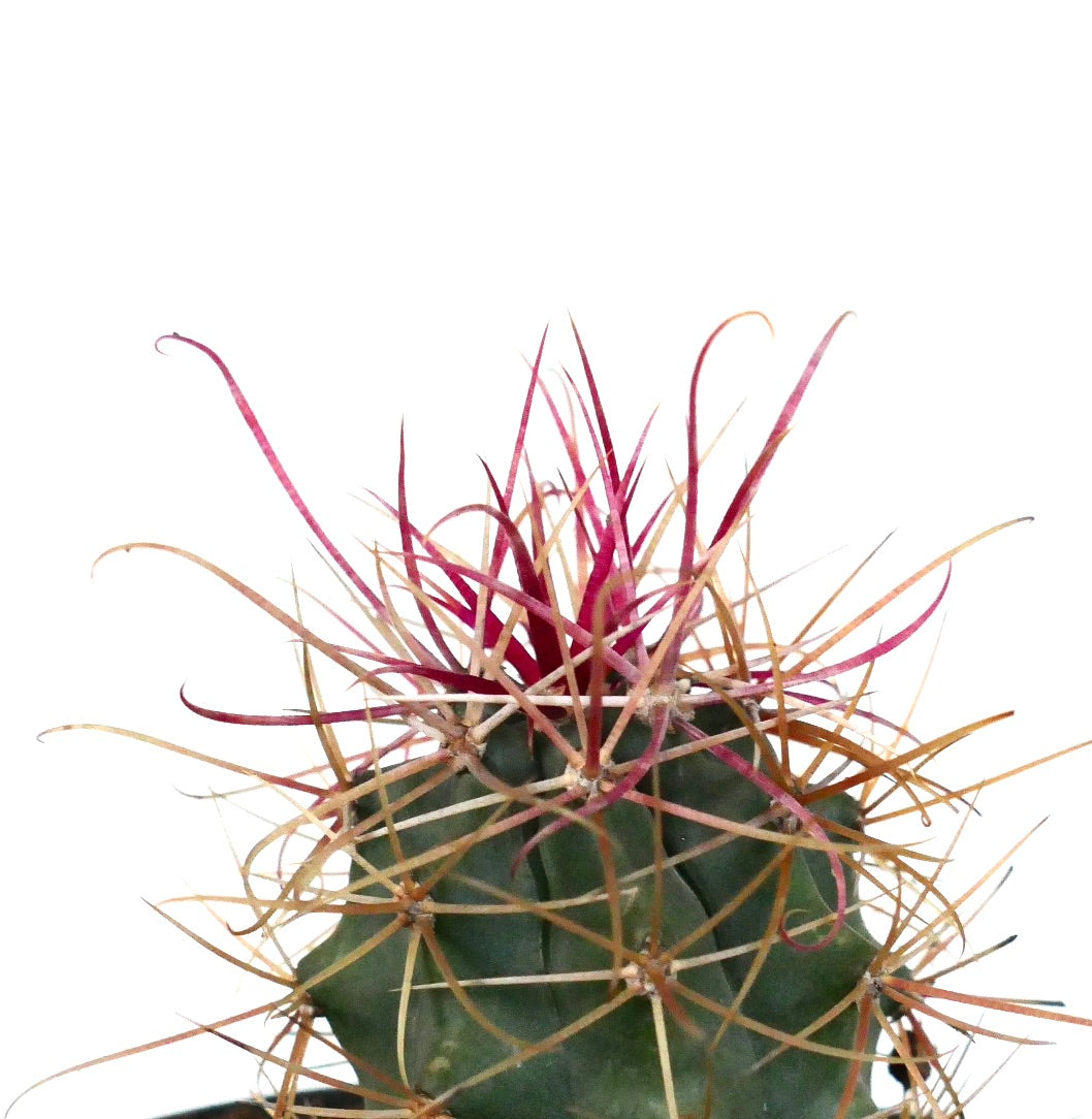 Ferocactus cylindraceus var. lecontei