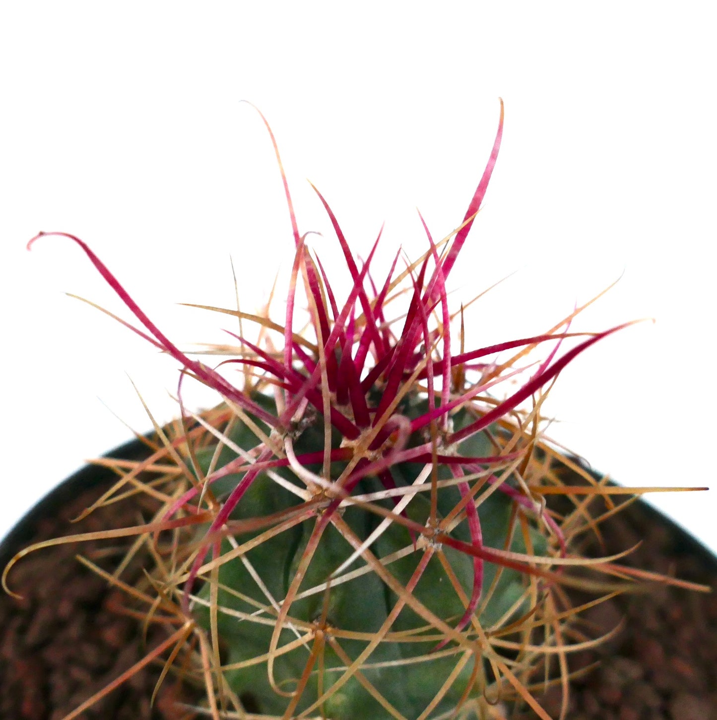 Ferocactus cylindraceus var. lecontei