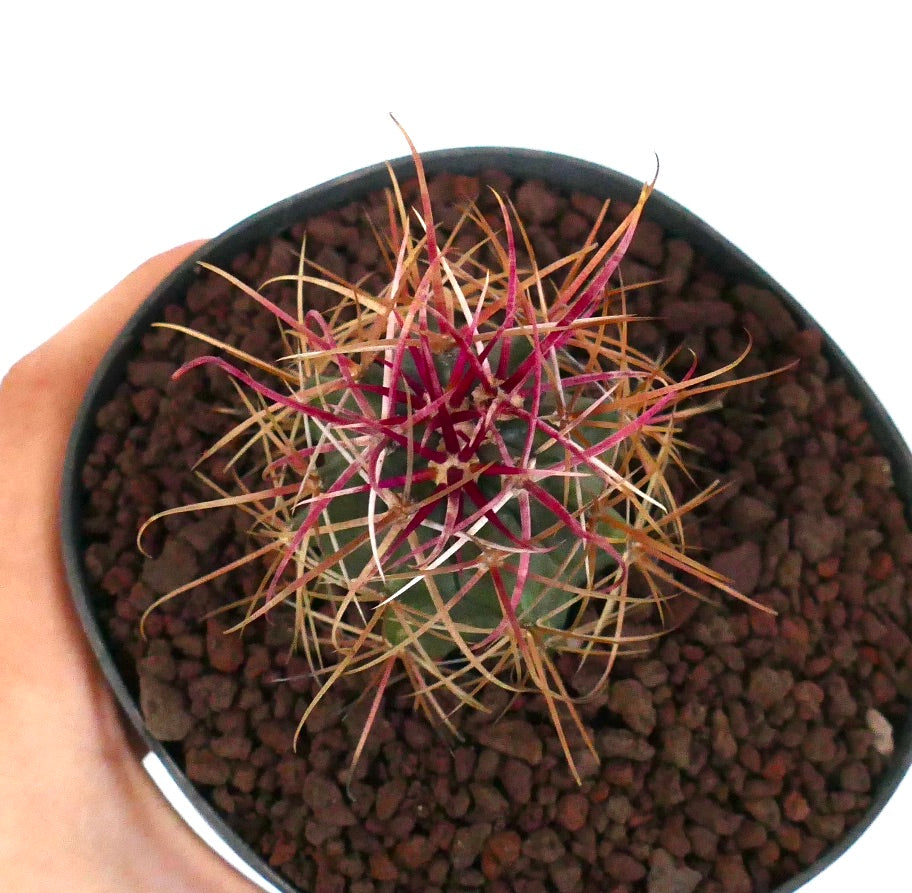 Ferocactus cylindraceus var. lecontei