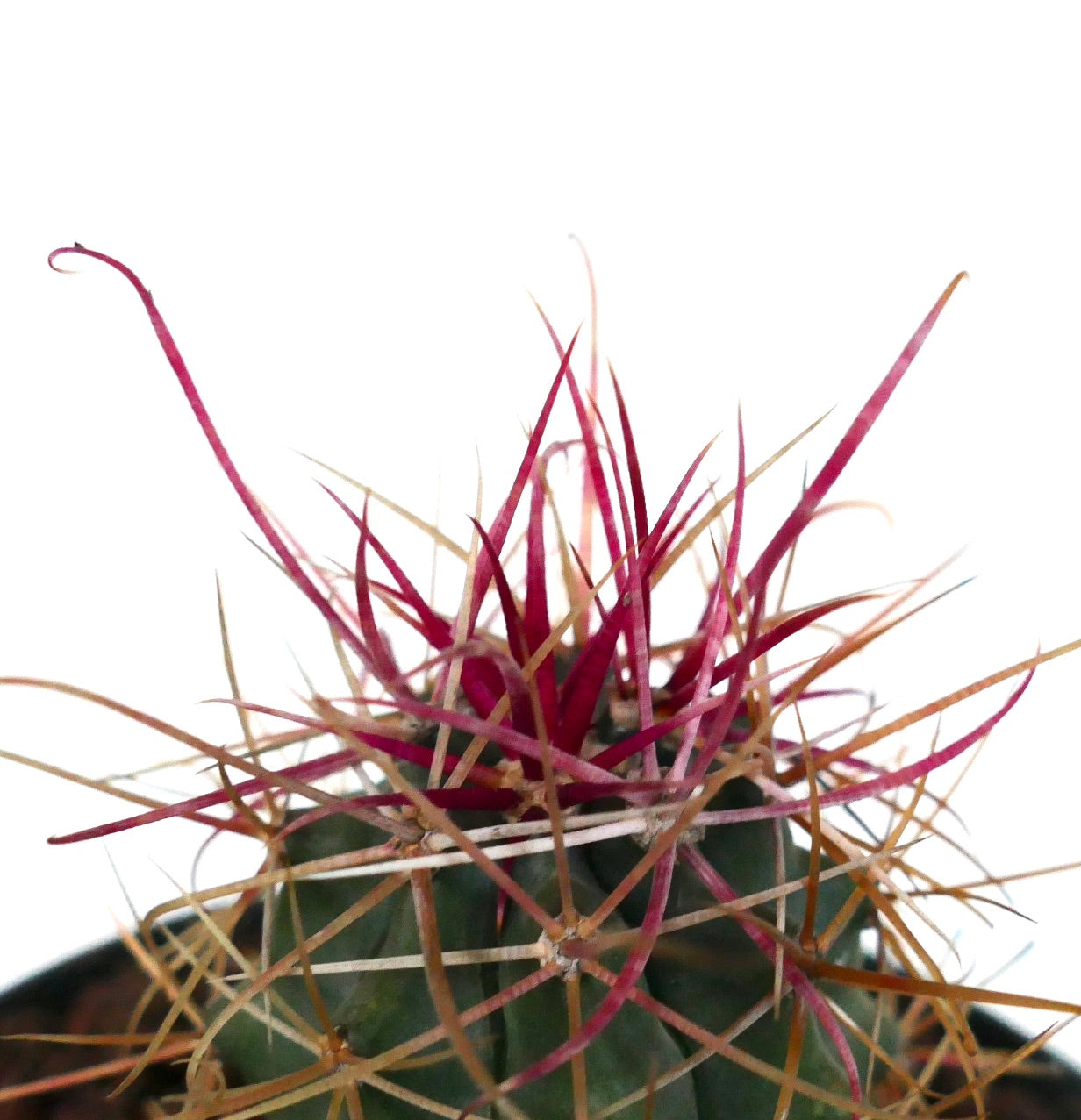 Ferocactus cylindraceus var. lecontei