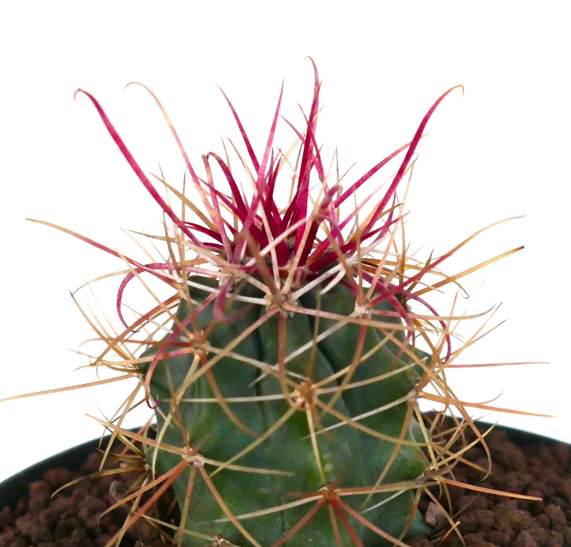 Ferocactus cylindraceus var. lecontei