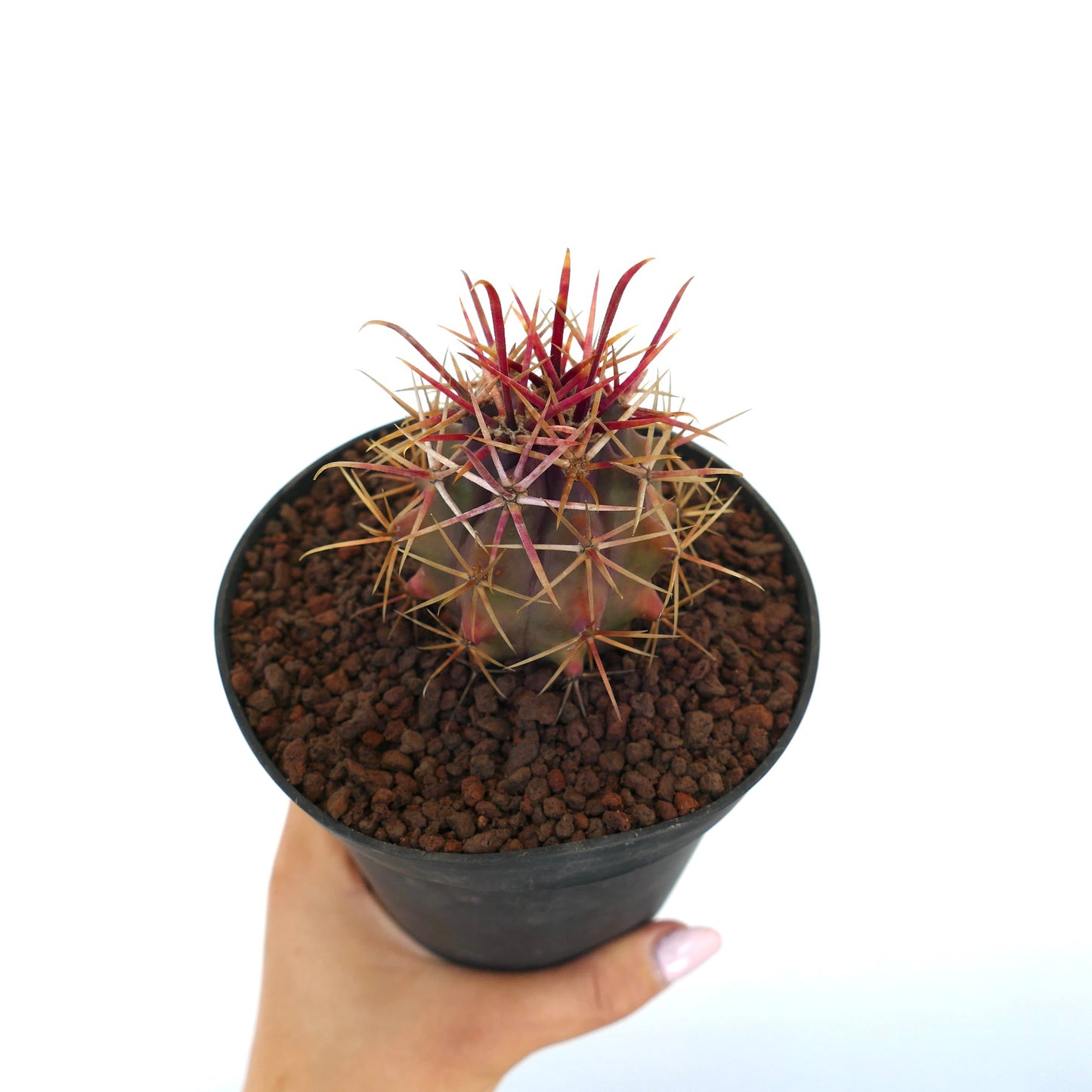 Ferocactus cylindraceus v. lecontei small succulent cactus with vibrant red spines in black pot