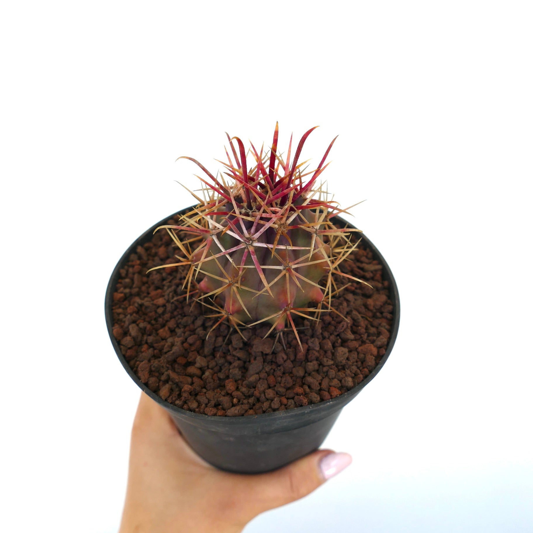 Ferocactus cylindraceus v. lecontei small succulent cactus with vibrant red spines in black pot