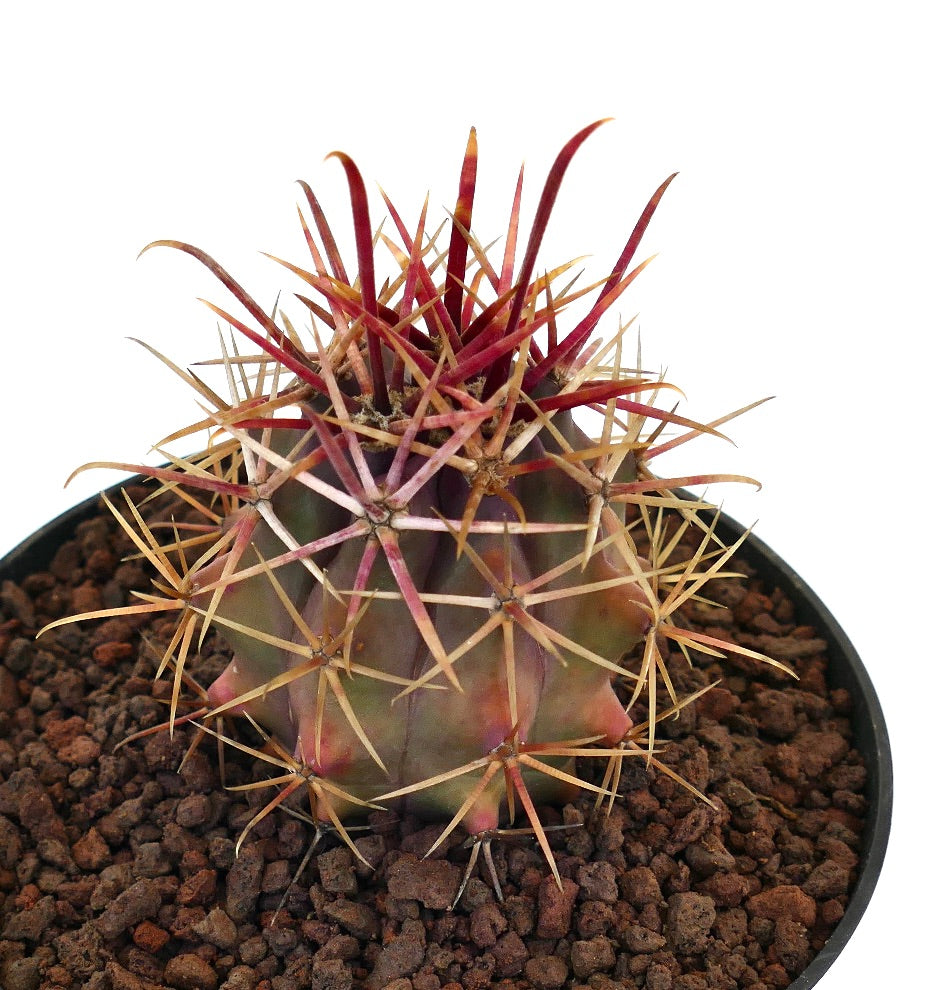 Ferocactus cylindraceus v. lecontei succulent cactus with strong red and yellow spines in pot
