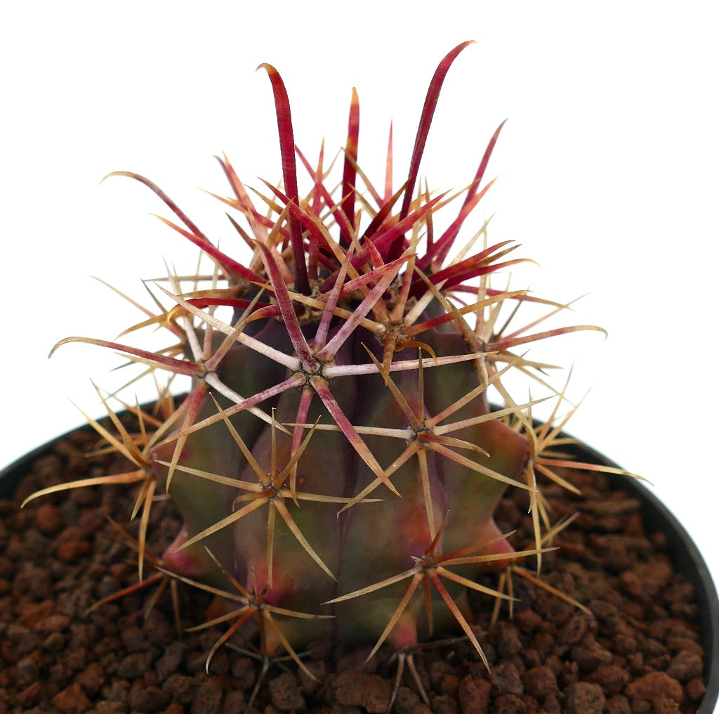 Ferocactus cylindraceus v. lecontei succulent cactus with prominent red and brown spines in pot