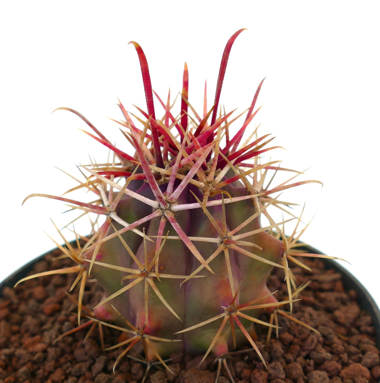 Ferocactus cylindraceus v. lecontei succulent cactus with strong red and beige spines in pot