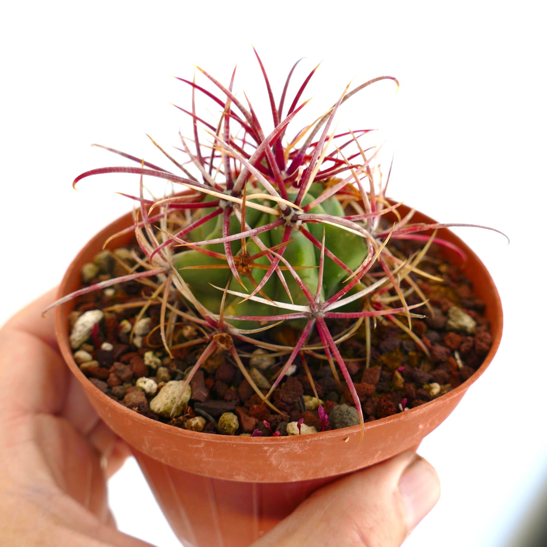 Ferocactus cylindraceus var. lecontei pequeno cacto suculento com longos espinhos vermelhos e brancos em vaso