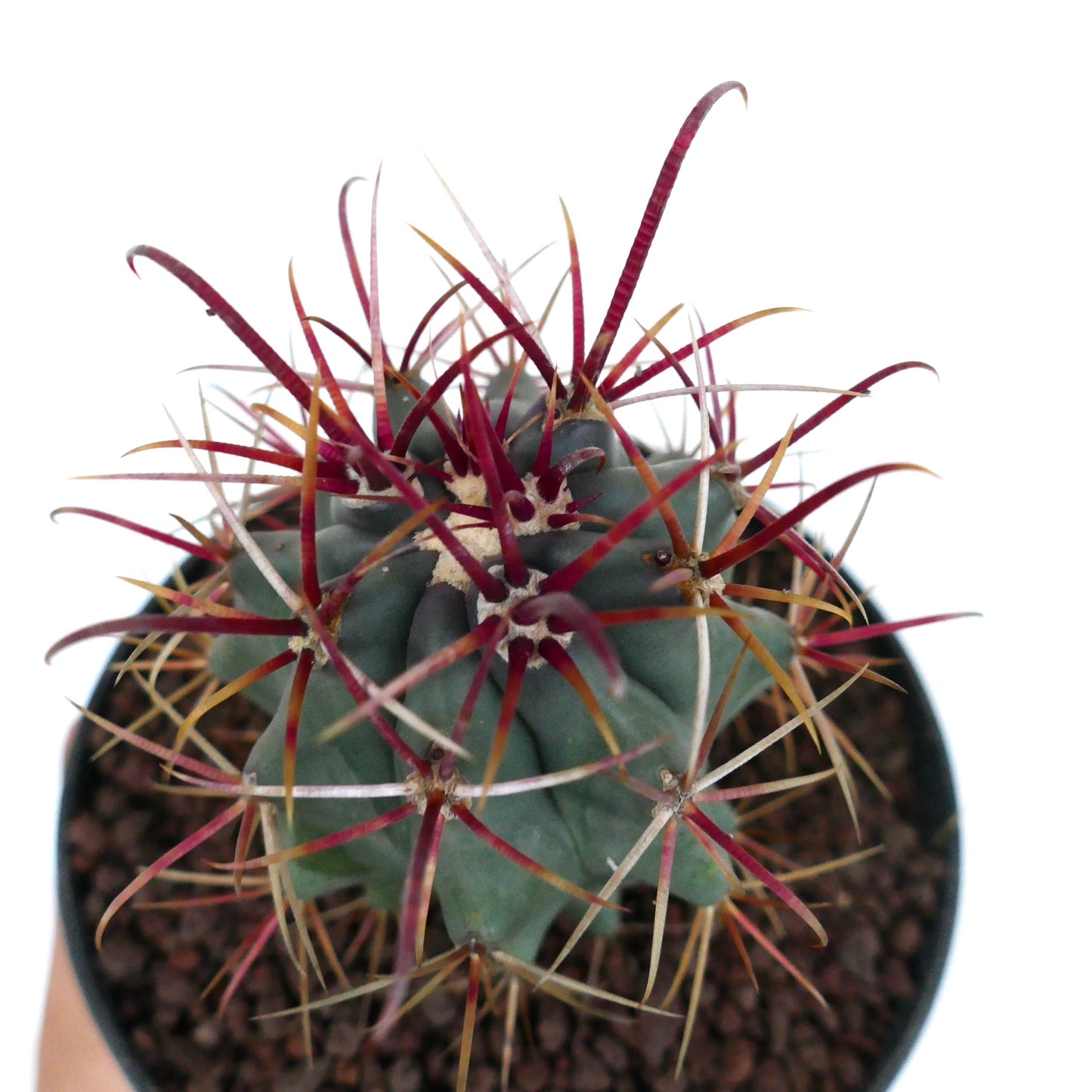 Ferocactus cylindraceus var. lecontei