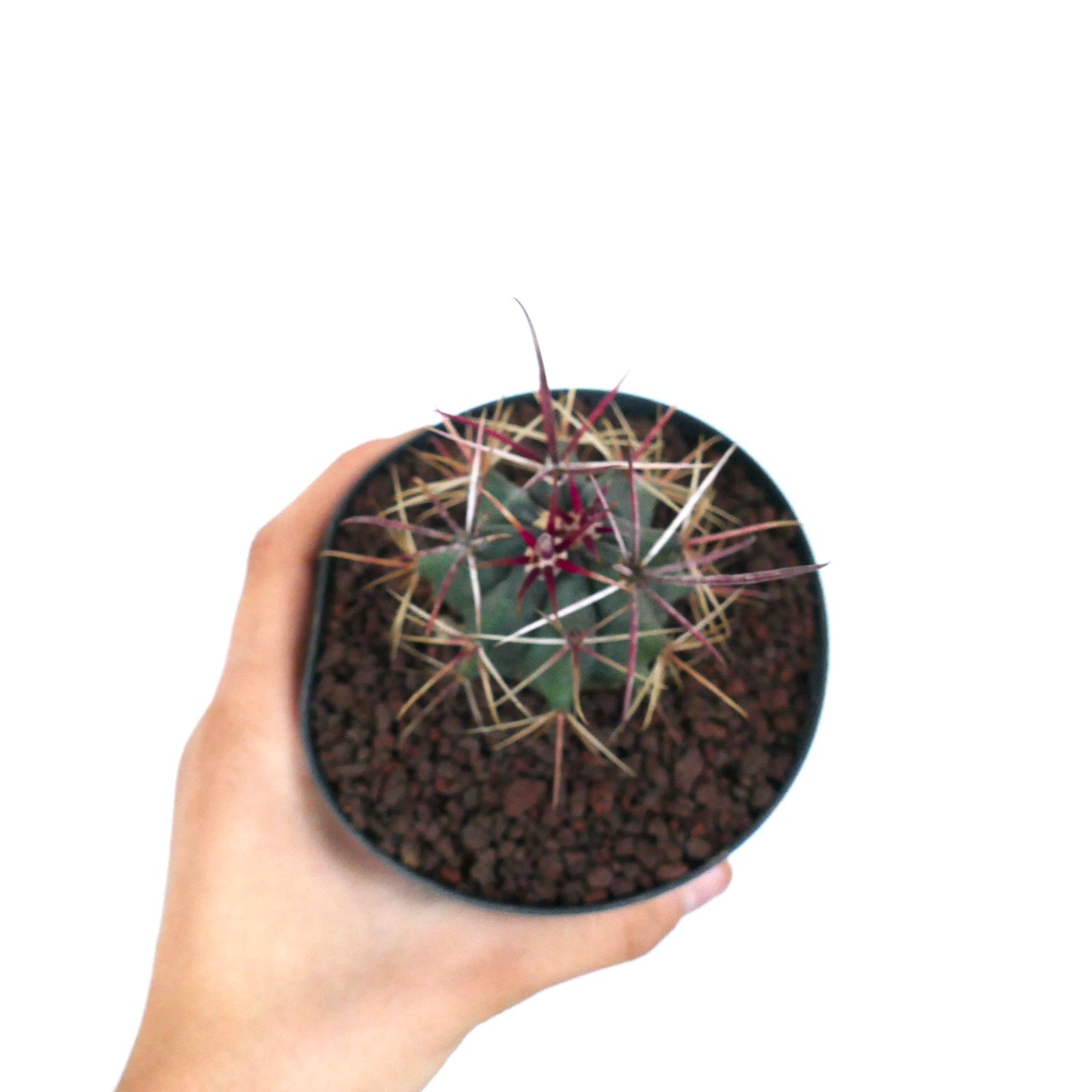 Ferocactus cylindraceus var. lecontei