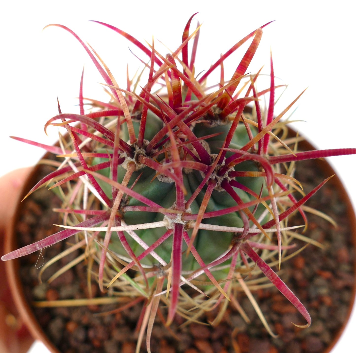 Ferocactus cylindraceus var. lecontei