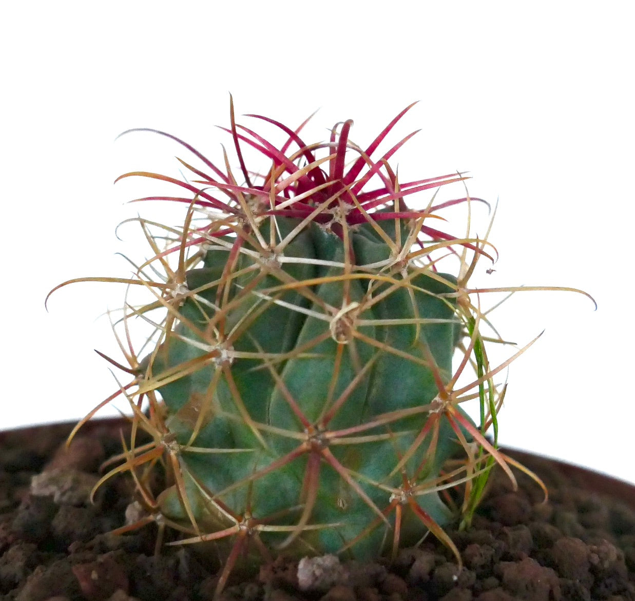 Ferocactus cylindraceus var. lecontei