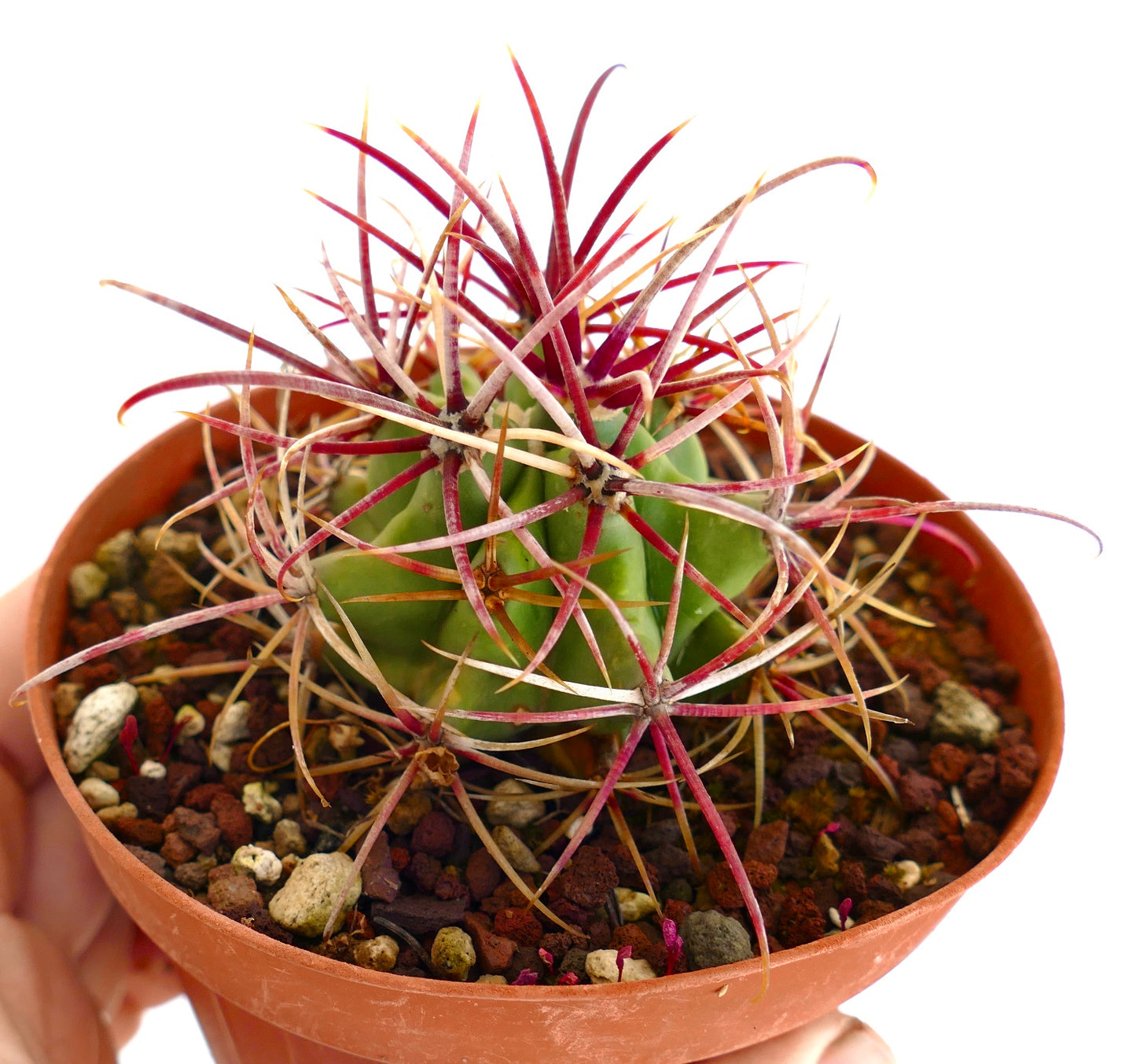 Ferocactus cylindraceus var. lecontei pequeno cacto verde com longas espinhas vermelhas e brancas em vaso