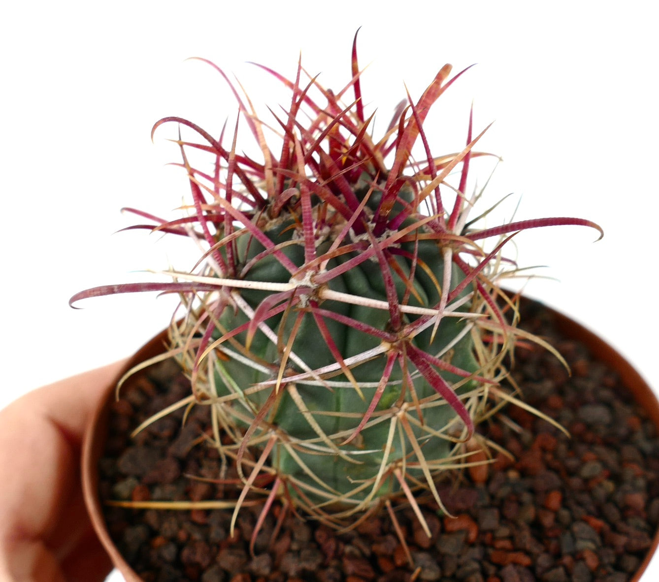 Ferocactus cylindraceus var. lecontei