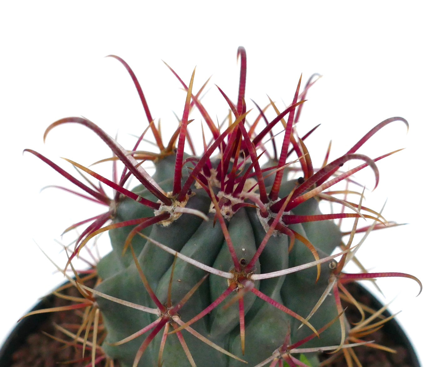 Ferocactus cylindraceus var. lecontei