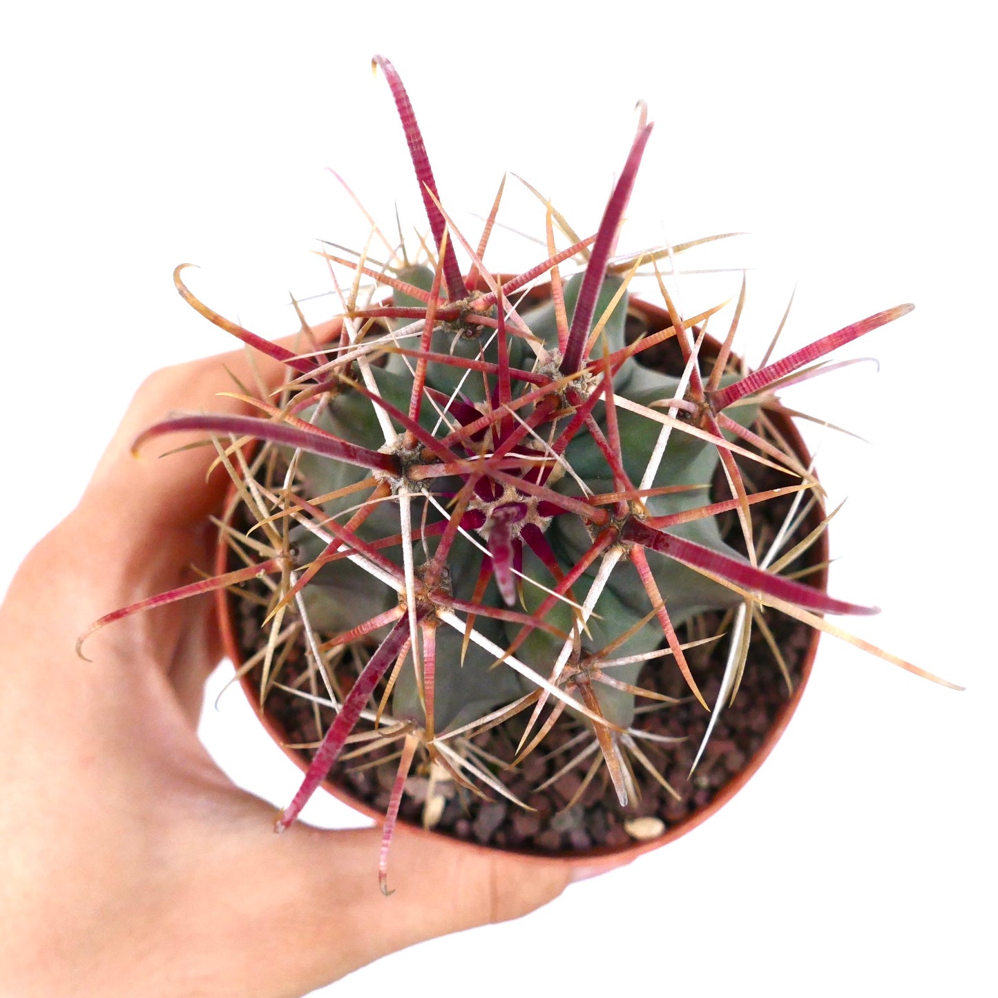 Ferocactus cylindraceus var. lecontei