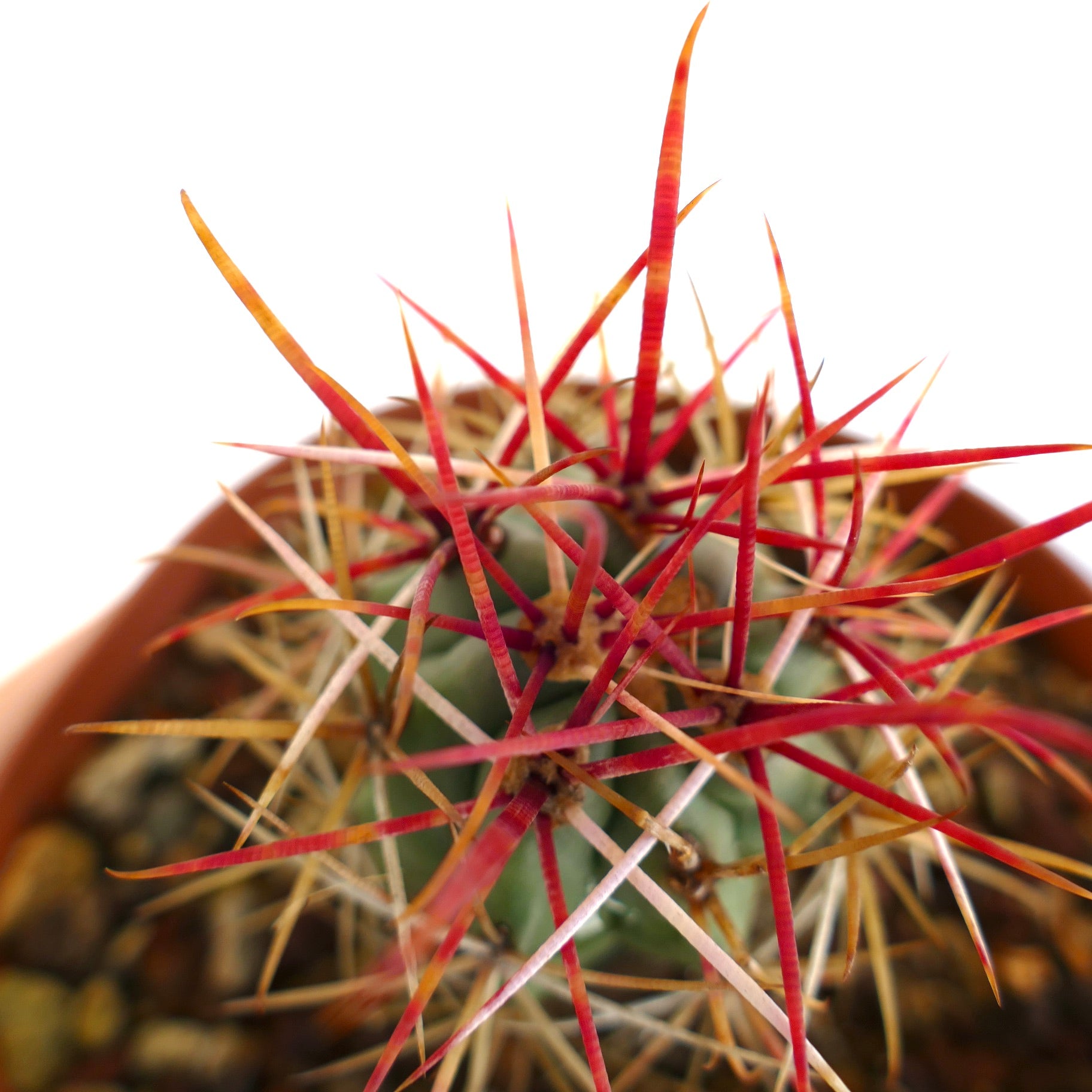 Ferocactus cylindraceus var. lecontei cactus with vibrant red and orange long spines close-up