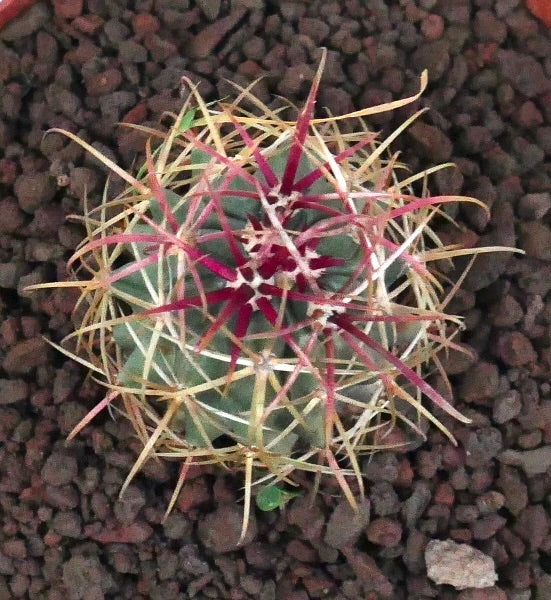 Ferocactus cylindraceus var. lecontei