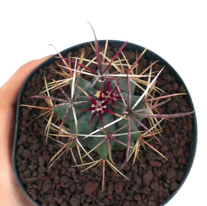 Ferocactus cylindraceus var. lecontei