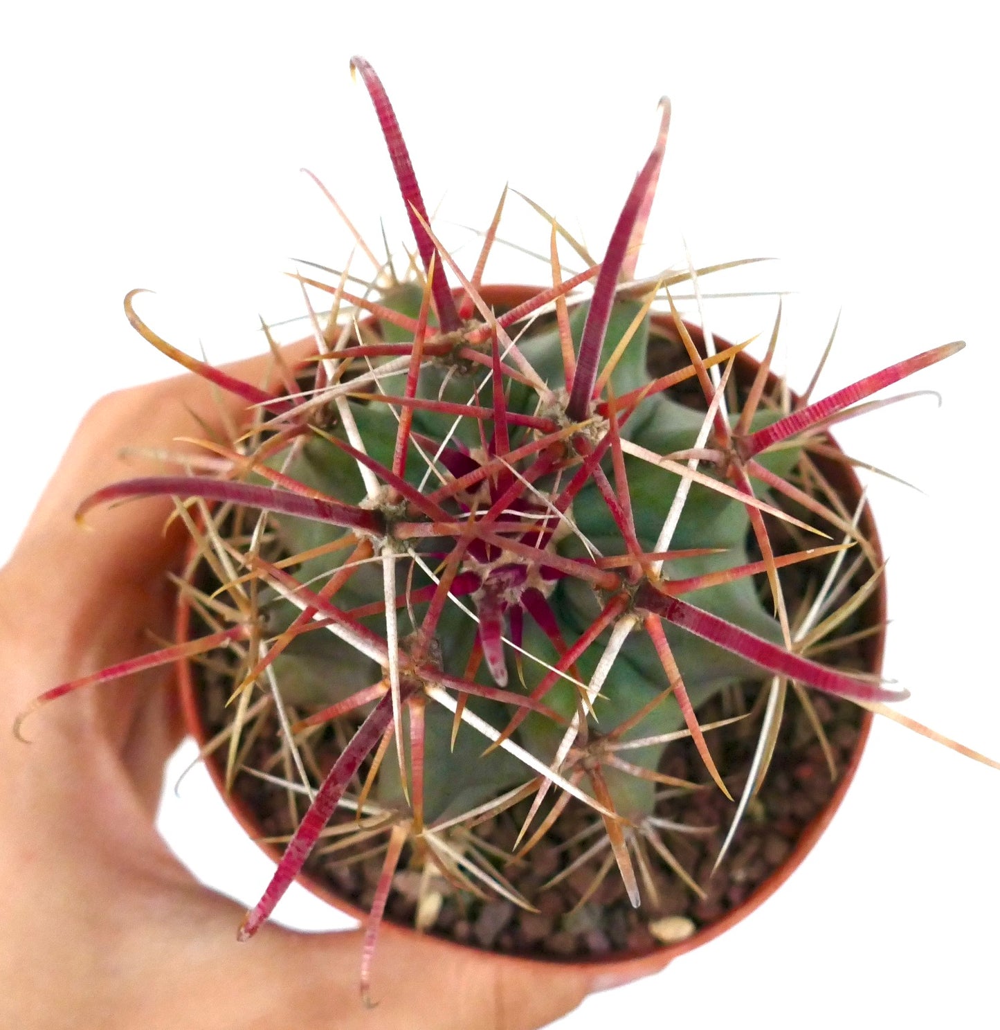 Ferocactus cylindraceus var. lecontei