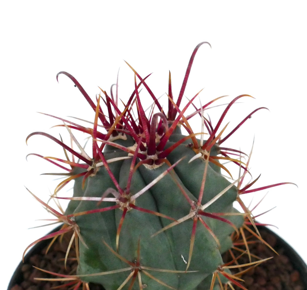 Ferocactus cylindraceus var. lecontei