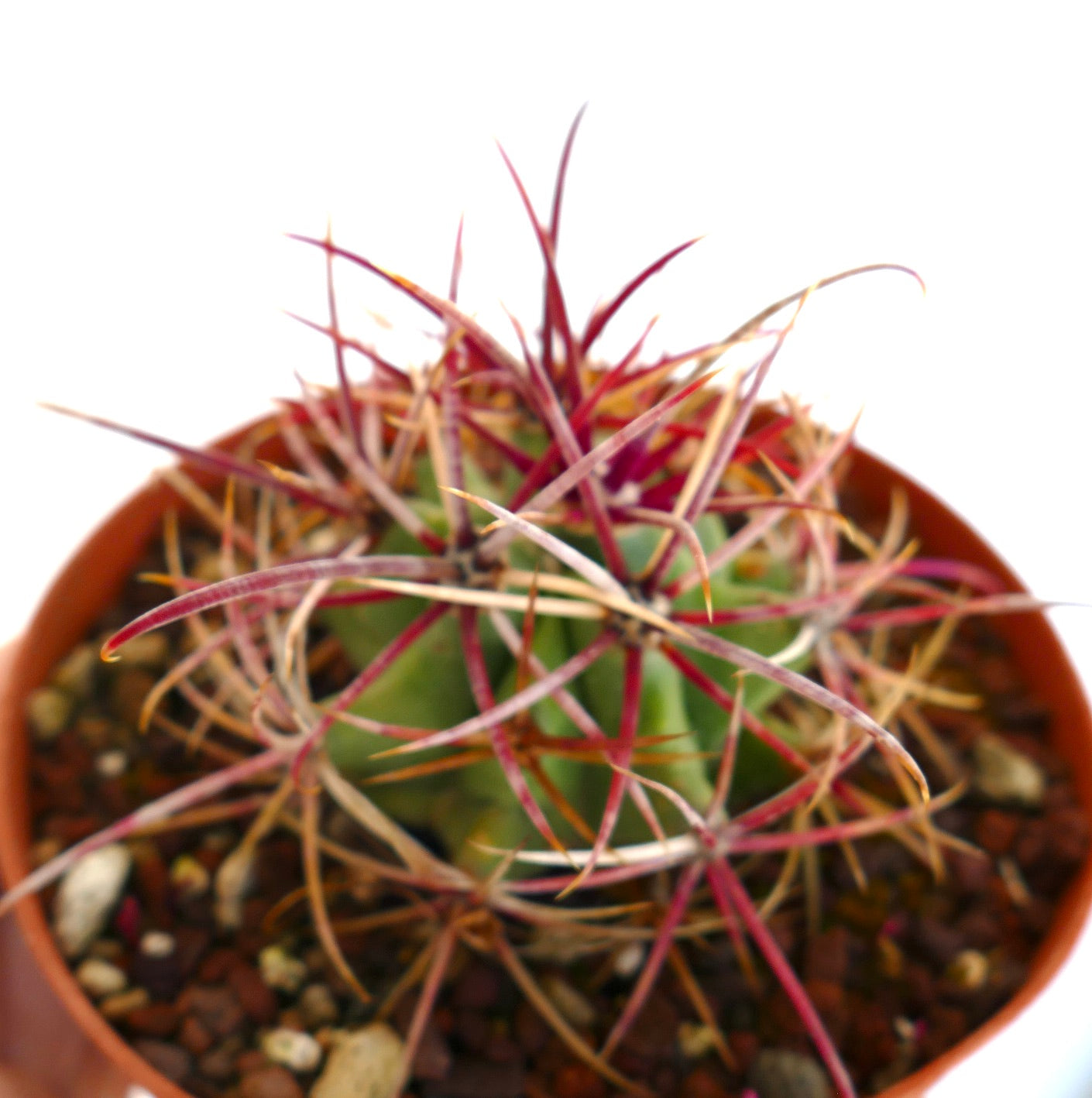 Ferocactus cylindraceus var. lecontei cacto suculento com longas espinhas curvas avermelhadas em vaso de terracota