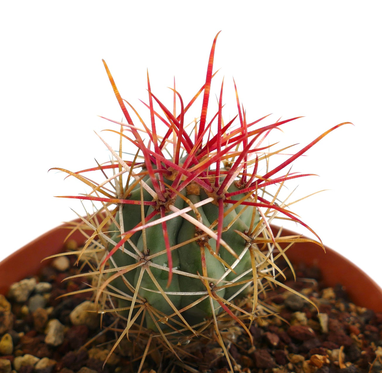 Ferocactus cylindraceus var. lecontei small cactus with vibrant red and yellow spines in pot