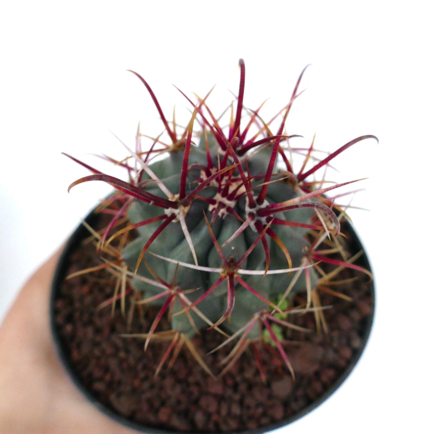 Ferocactus cylindraceus var. lecontei