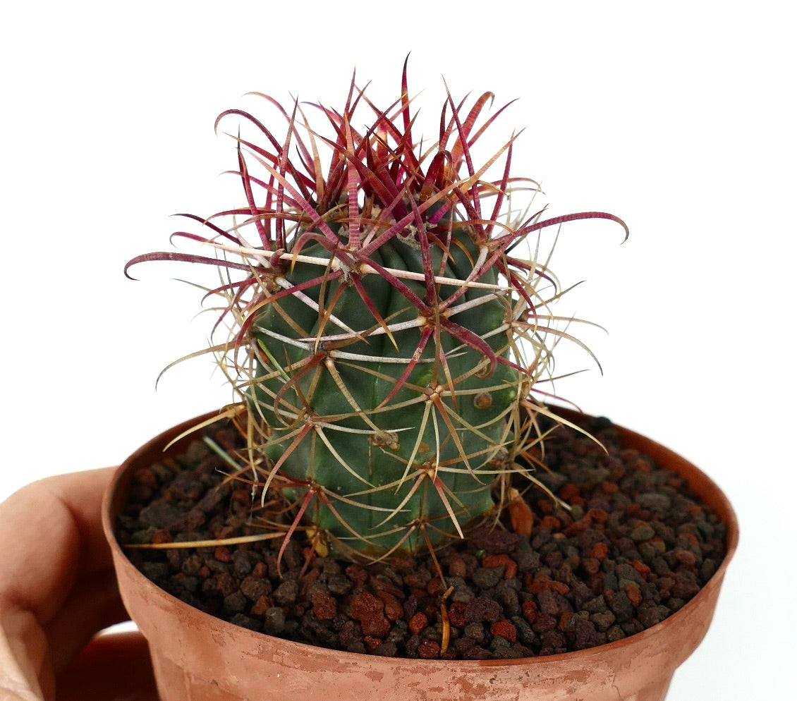 Ferocactus cylindraceus var. lecontei