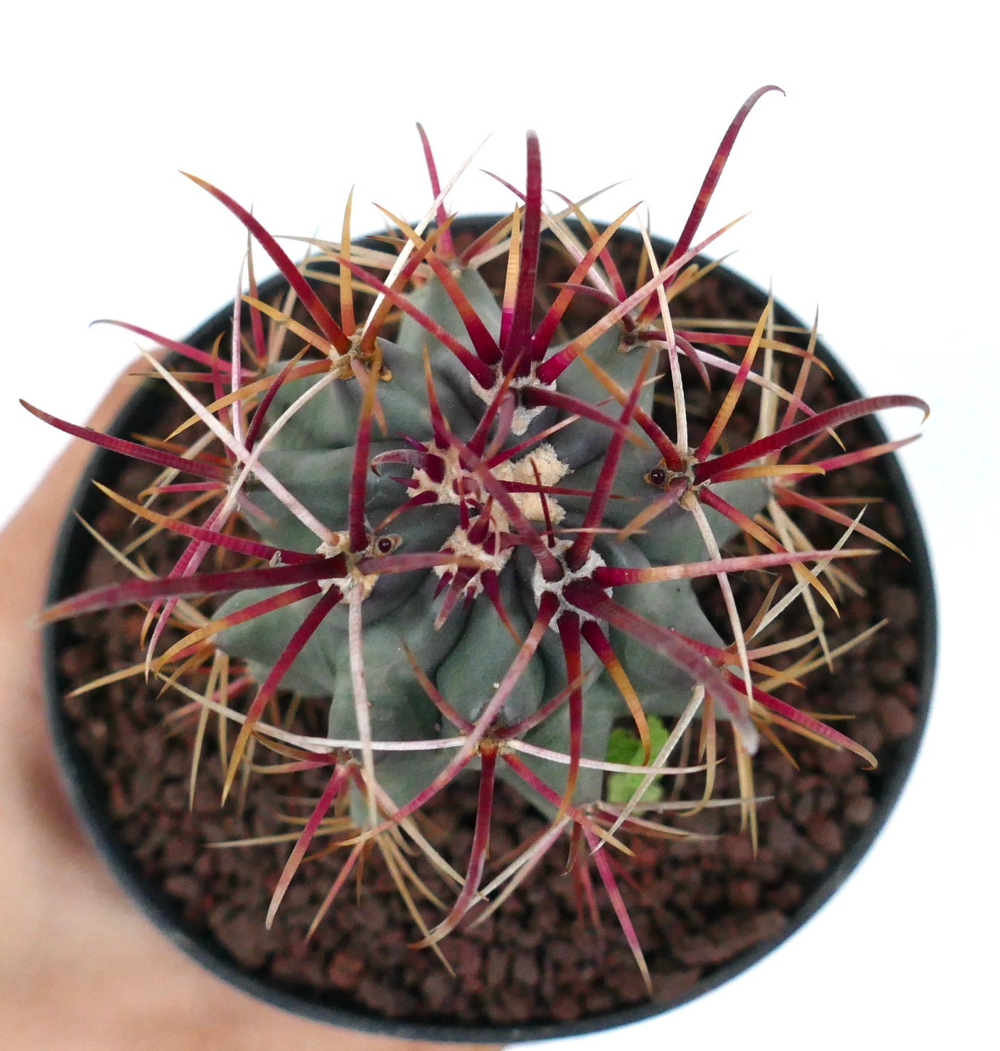 Ferocactus cylindraceus var. lecontei