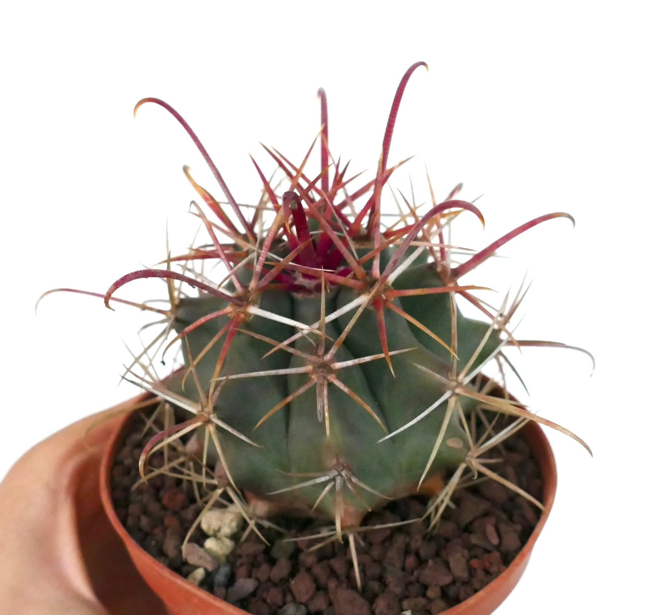 Ferocactus cylindraceus var. lecontei