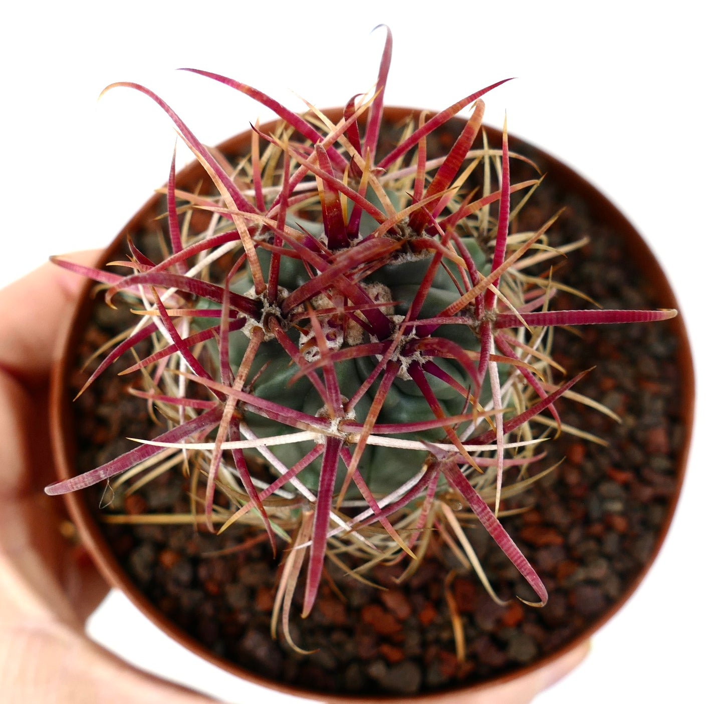 Ferocactus cylindraceus var. lecontei