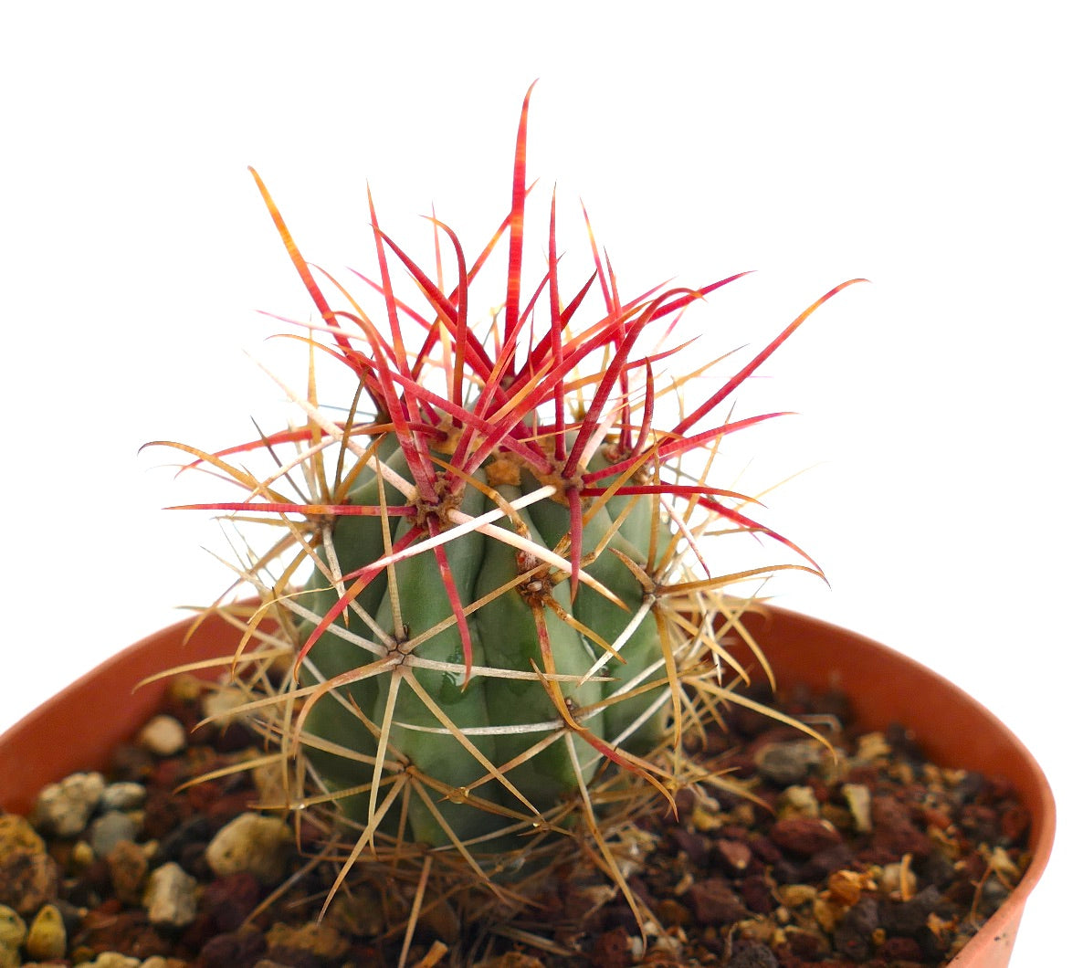 Ferocactus cylindraceus var. lecontei small cactus with vibrant red spines and green ribbed body in pot
