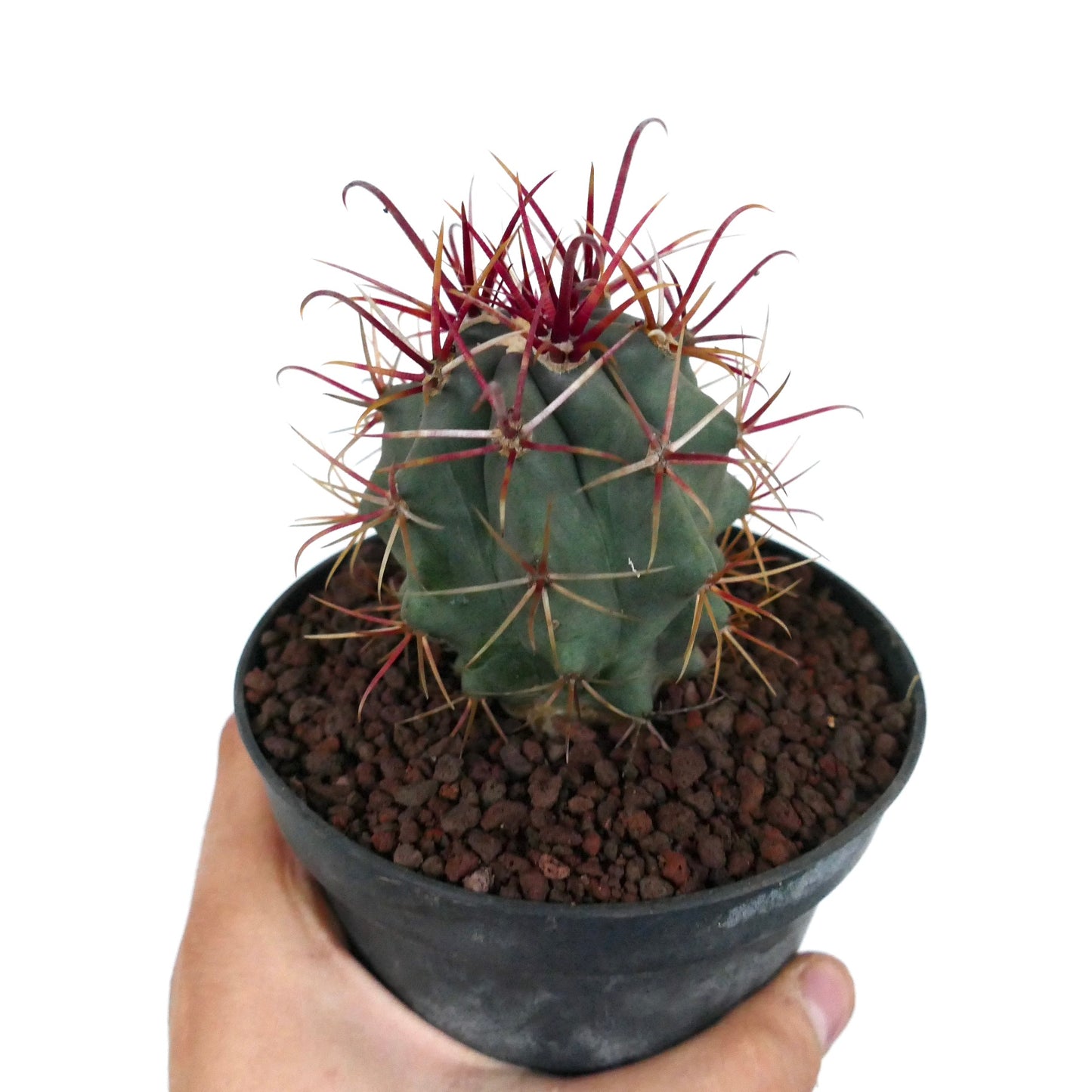 Ferocactus cylindraceus var. lecontei