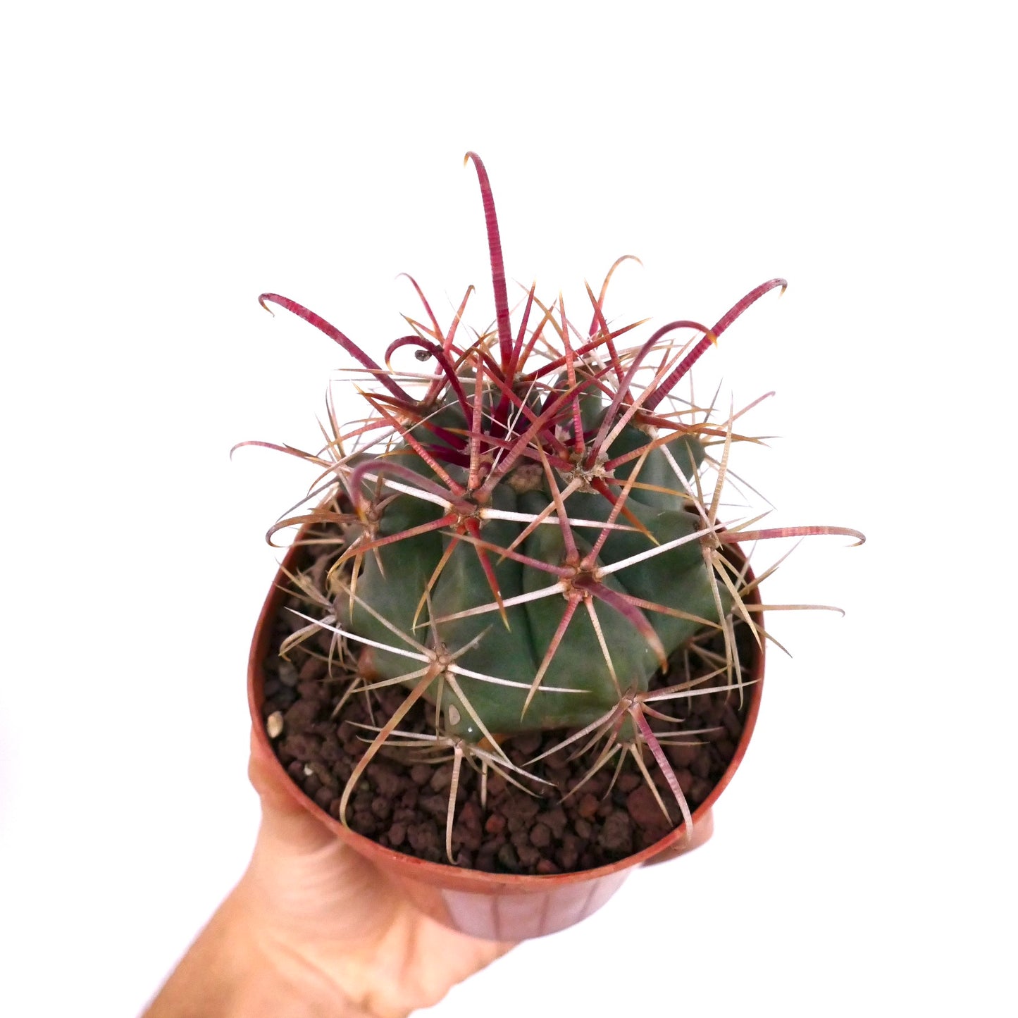 Ferocactus cylindraceus var. lecontei