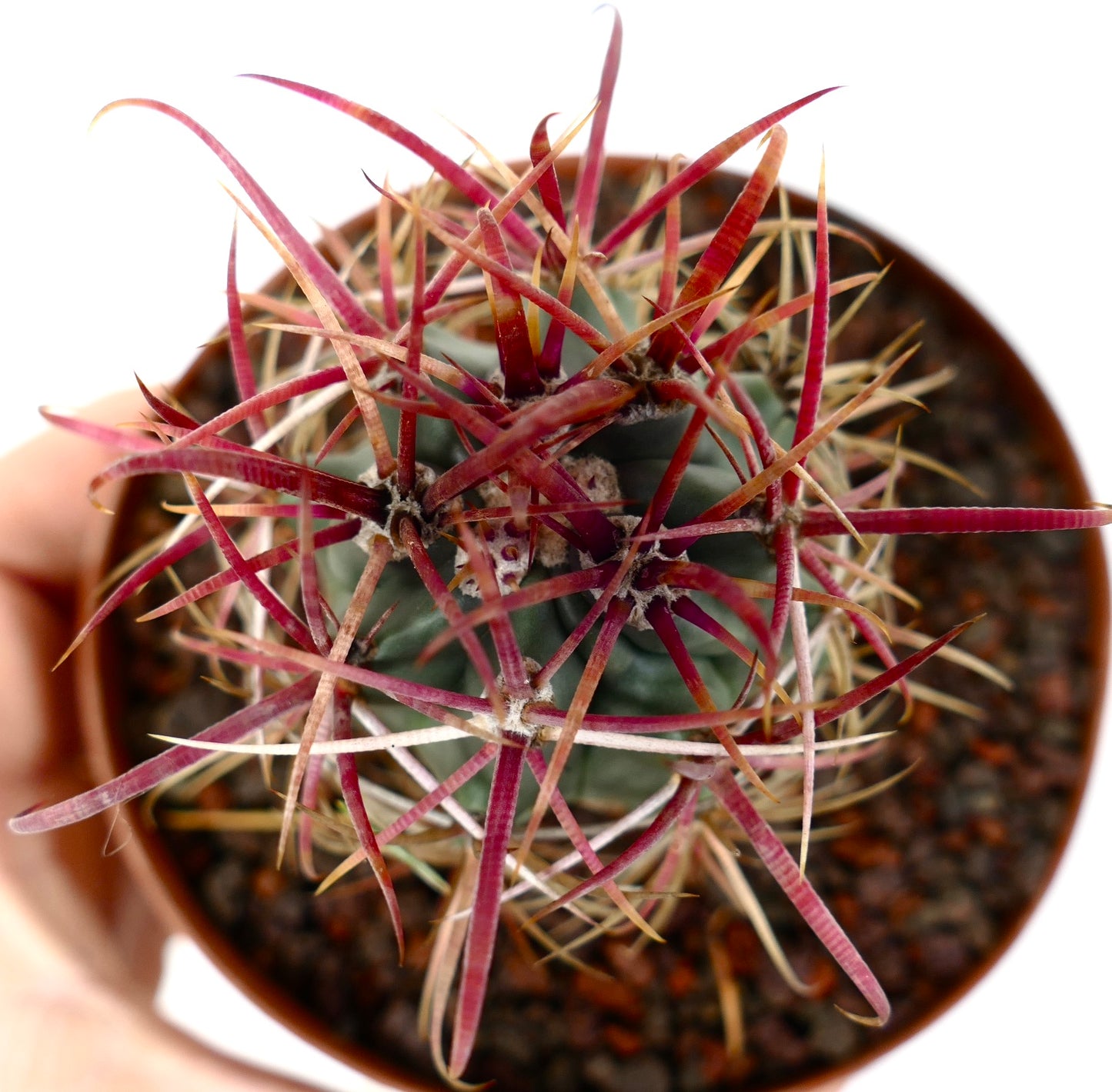 Ferocactus cylindraceus var. lecontei