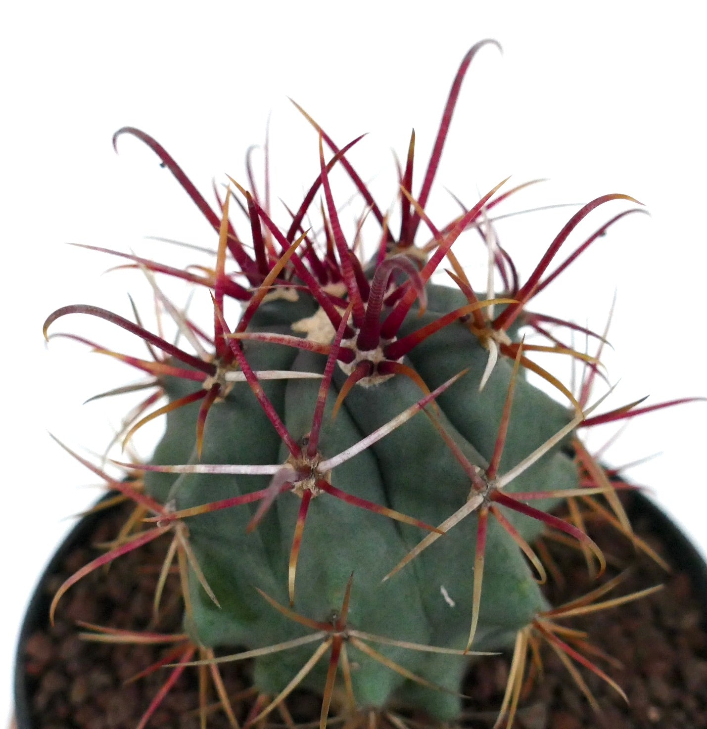 Ferocactus cylindraceus var. lecontei