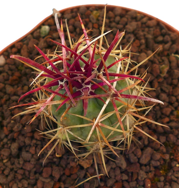 Ferocactus cylindraceus var. lecontei cactus aux épines rouges et jaunes vives dans un pot