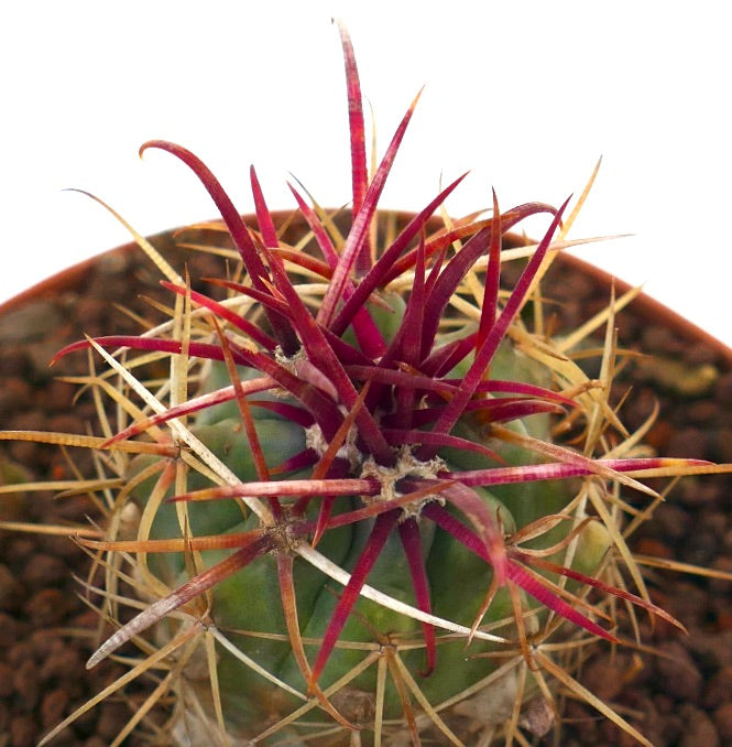 Ferocactus cylindraceus var. lecontei cactus succulent avec des épines solides rouges et jaunes éclatantes