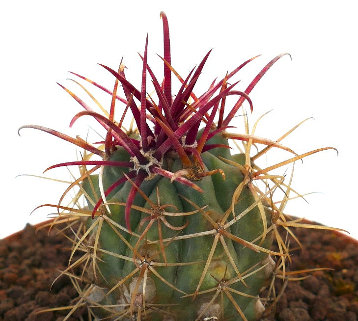 Ferocactus cylindraceus var. lecontei cactus avec de fortes épines rouges et jaunes sur un corps vert côtelé