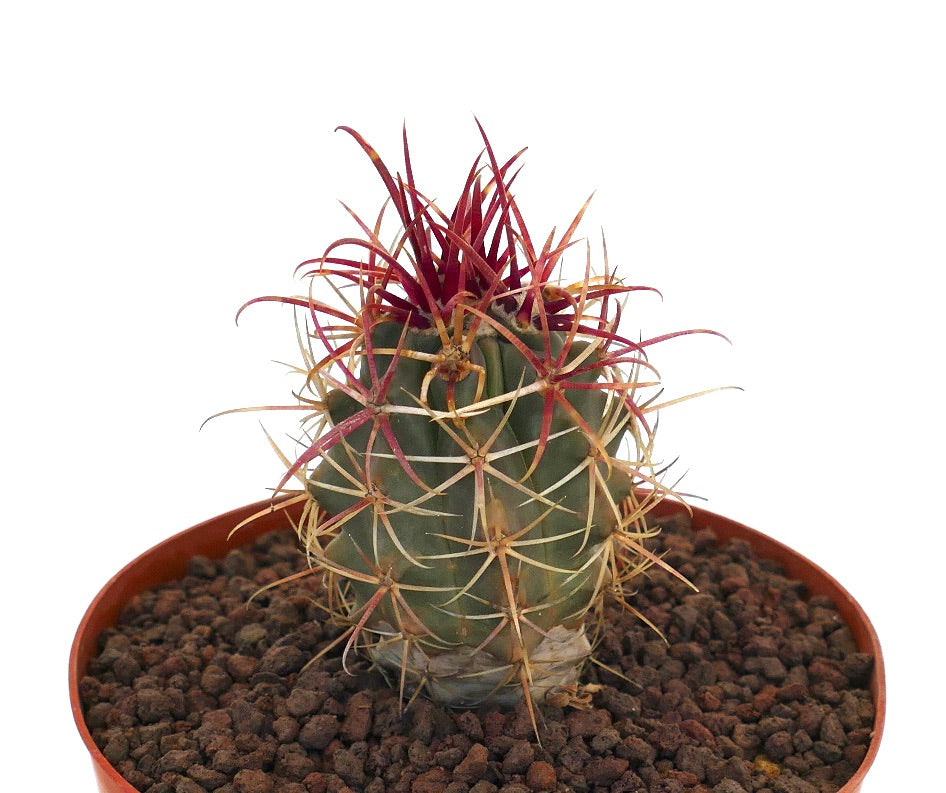 鮮やかな赤い棘と肋状の緑色の胴体を持つフェロカクタス・シリンドラセウス var. レコンテイ 多肉サボテン 鉢植え