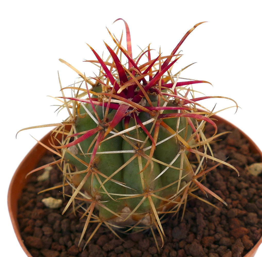 فيروكاكتياس سليندراسيوس نوع ليكونتي صبار عصاري بأشواك حمراء وصفراء زاهية في وعاء