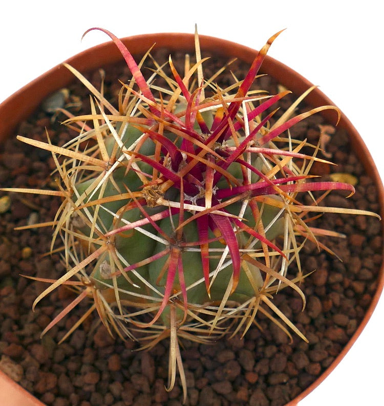 فيروكاسكتوس سيليندراسيوس فَرْدٌ ليكونتي صبار ذو أشواك حمراء وصفراء طويلة في وعاء من الطين الأحمر