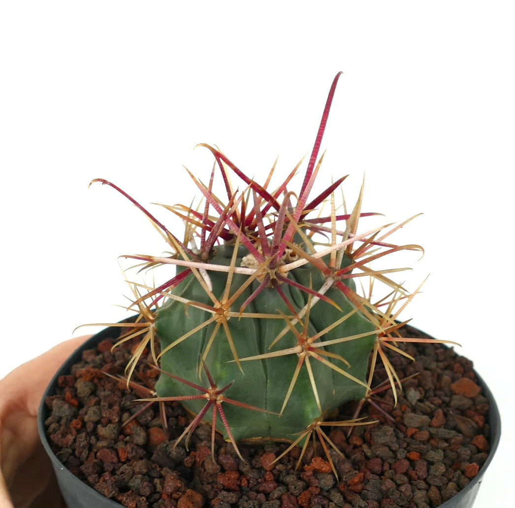 Ferocactus cylindraceus var. lecontei X rectispinus