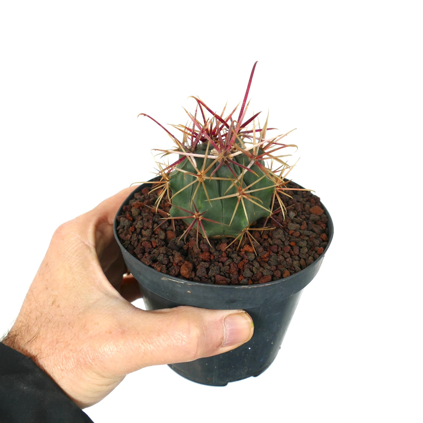 Ferocactus cylindraceus var. lecontei X rectispinus