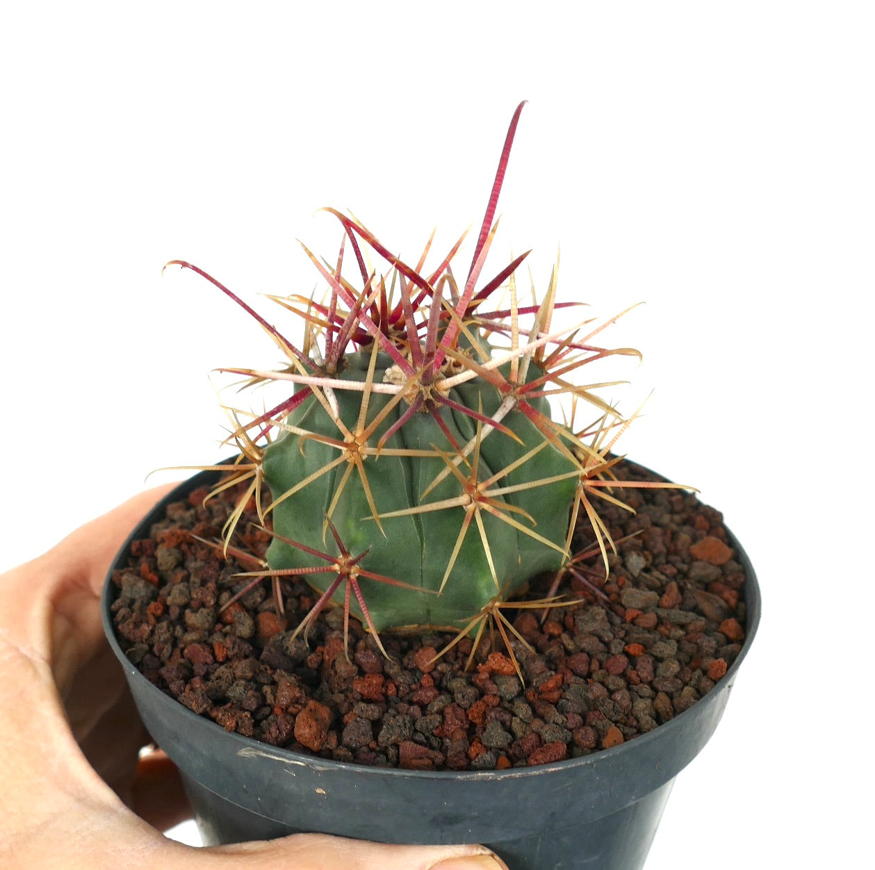 Ferocactus cylindraceus var. lecontei X rectispinus